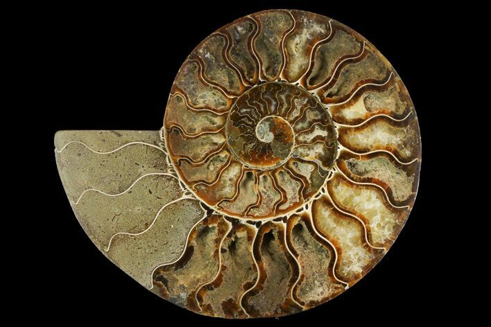 Cut & Polished Ammonite Fossil (Half) - Crystal Chambers #158028